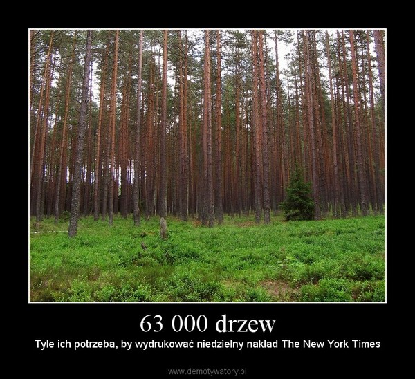63 000 drzew – Tyle ich potrzeba, by wydrukować niedzielny nakład The New York Times 