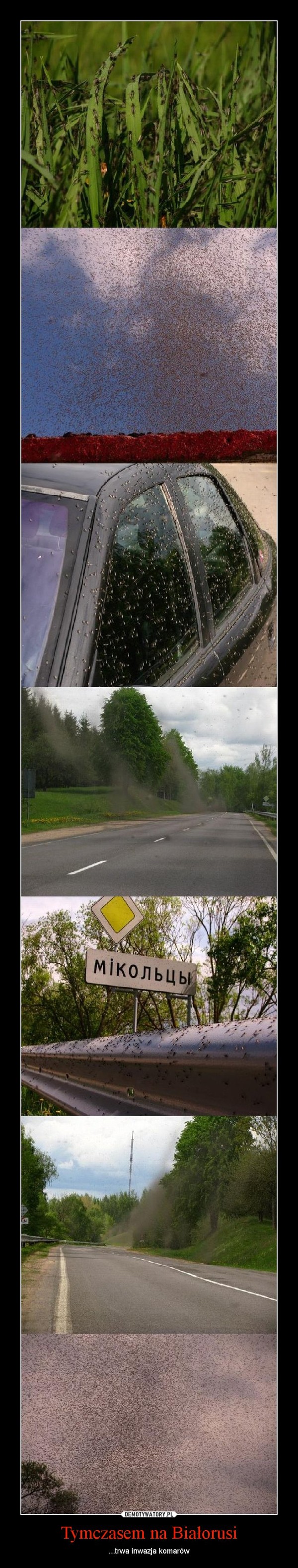Tymczasem na Białorusi – ...trwa inwazja komarów 