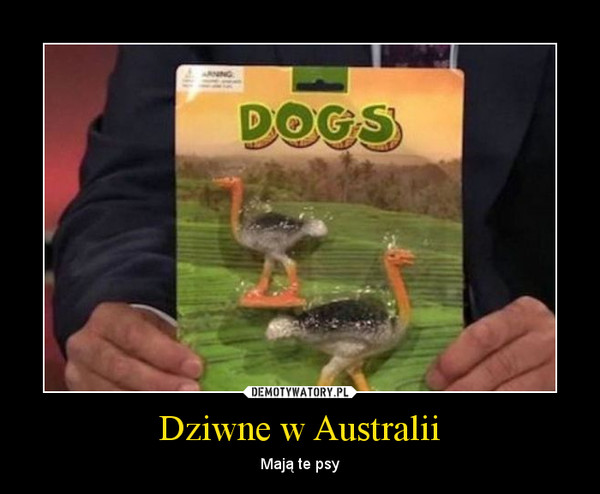 Dziwne w Australii – Mają te psy 