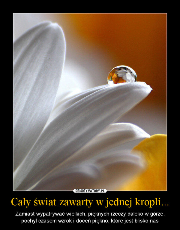 Cały świat zawarty w jednej kropli... – Zamiast wypatrywać wielkich, pięknych rzeczy daleko w górze, pochyl czasem wzrok i doceń piękno, które jest blisko nas 