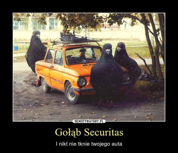 Gołąb Securitas – I nikt nie tknie twojego auta 