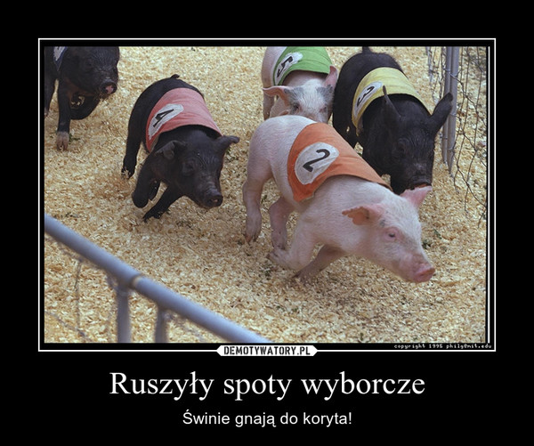 Ruszyły spoty wyborcze – Świnie gnają do koryta! 