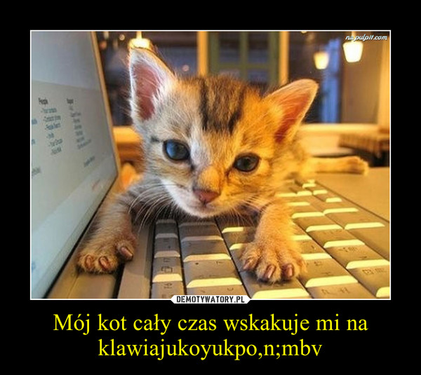Mój kot cały czas wskakuje mi na klawiajukoyukpo,n;mbv –  