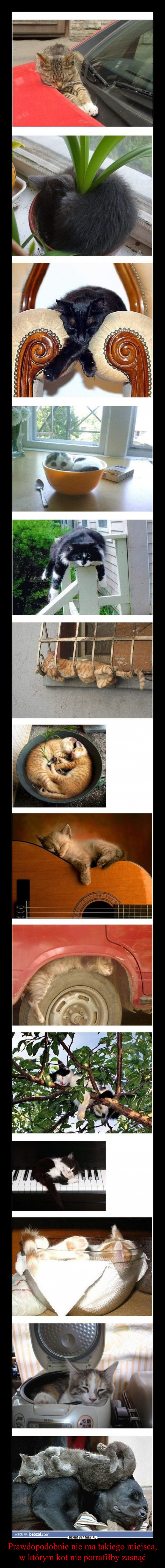 Prawdopodobnie nie ma takiego miejsca, w którym kot nie potrafiłby zasnąć –  