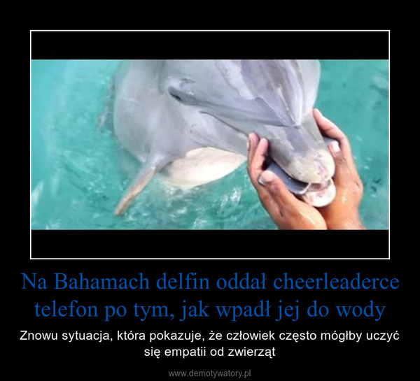 Na Bahamach delfin oddał cheerleaderce telefon po tym, jak wpadł jej do wody – Znowu sytuacja, która pokazuje, że człowiek często mógłby uczyć się empatii od zwierząt 