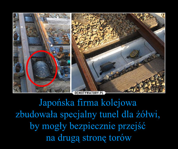 Japońska firma kolejowa zbudowała specjalny tunel dla żółwi, by mogły bezpiecznie przejść na drugą stronę torów –  