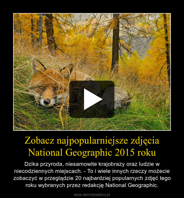 Zobacz najpopularniejsze zdjęcia National Geographic 2015 roku – Dzika przyroda, niesamowite krajobrazy oraz ludzie w niecodziennych miejscach. - To i wiele innych rzeczy możecie zobaczyć w przeglądzie 20 najbardziej popularnych zdjęć tego roku wybranych przez redakcję National Geographic. 