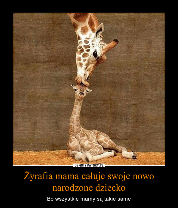 Żyrafia mama całuje swoje nowo narodzone dziecko – Bo wszystkie mamy są takie same 