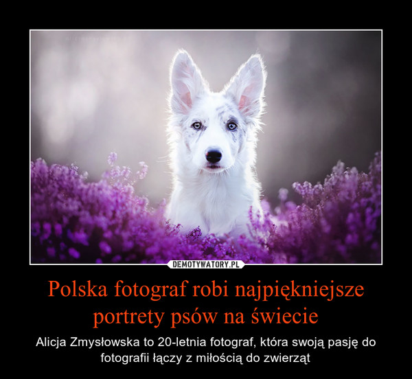 Polska fotograf robi najpiękniejsze portrety psów na świecie – Alicja Zmysłowska to 20-letnia fotograf, która swoją pasję do fotografii łączy z miłością do zwierząt 