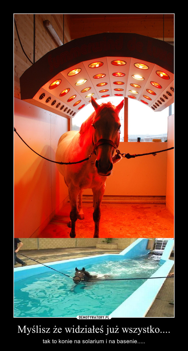 Myślisz że widziałeś już wszystko.... – tak to konie na solarium i na basenie..... 