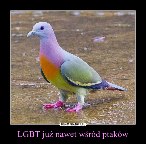 LGBT już nawet wśród ptaków –  