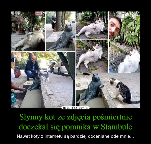 Słynny kot ze zdjęcia pośmiertnie doczekał się pomnika w Stambule – Nawet koty z internetu są bardziej doceniane ode mnie... 