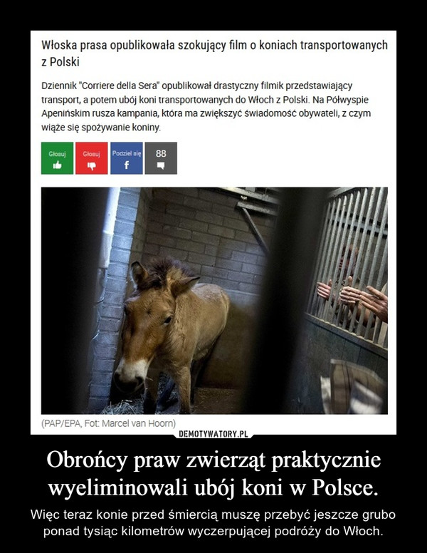 Obrońcy praw zwierząt praktycznie wyeliminowali ubój koni w Polsce. – Więc teraz konie przed śmiercią muszę przebyć jeszcze grubo ponad tysiąc kilometrów wyczerpującej podróży do Włoch. 