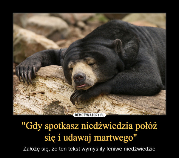 "Gdy spotkasz niedźwiedzia połóż się i udawaj martwego" – Założę się, że ten tekst wymyśliły leniwe niedźwiedzie 