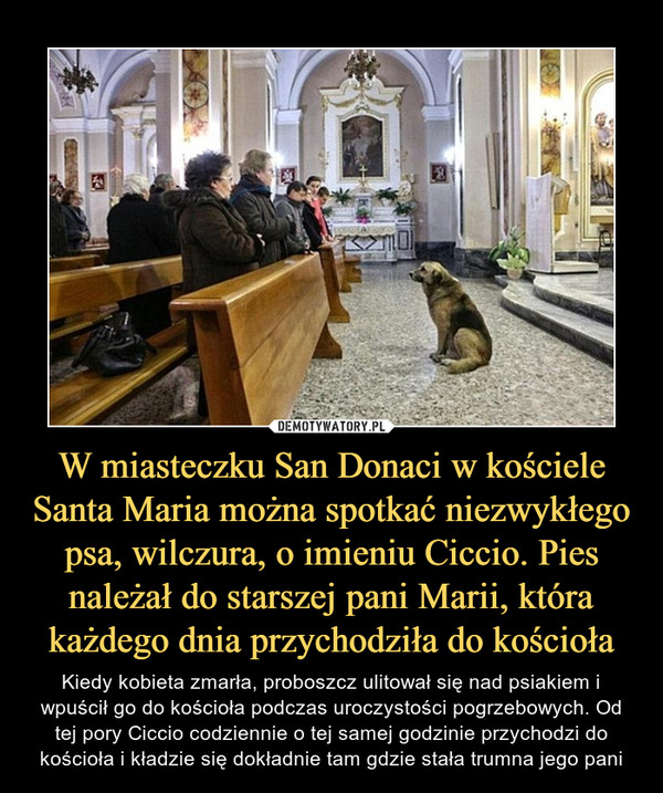 W miasteczku San Donaci w kościele Santa Maria można spotkać niezwykłego psa, wilczura, o imieniu Ciccio. Pies należał do starszej pani Marii, która każdego dnia przychodziła do kościoła