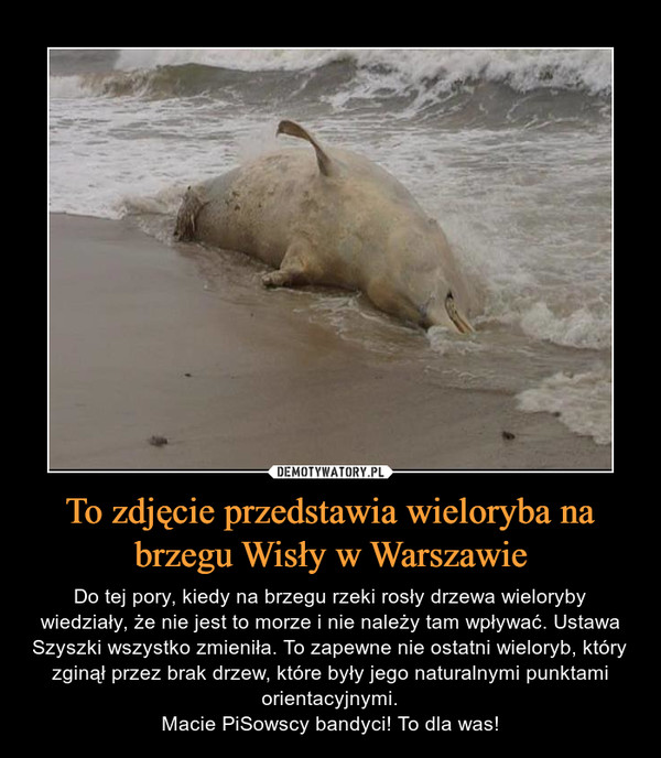 To zdjęcie przedstawia wieloryba na brzegu Wisły w Warszawie