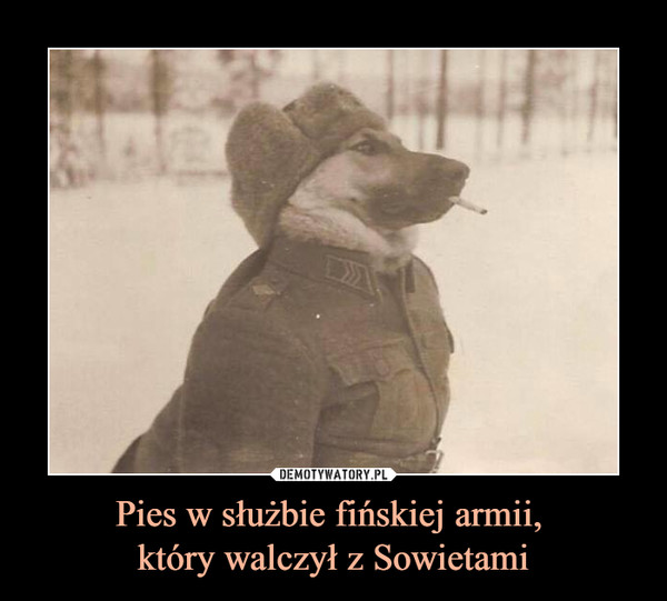 Pies w służbie fińskiej armii, który walczył z Sowietami –  