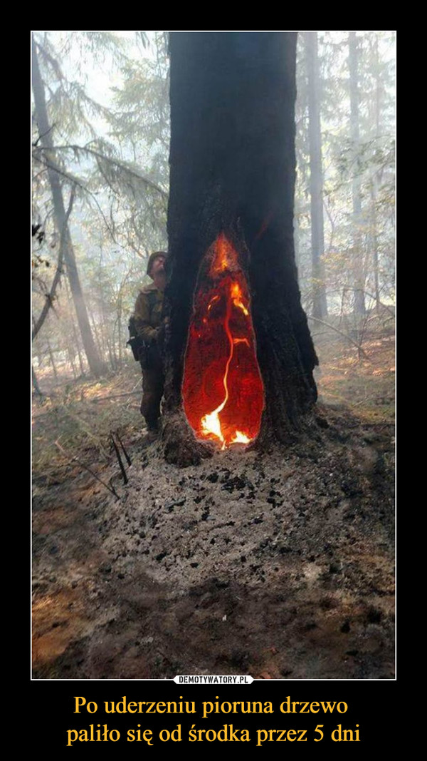 Po uderzeniu pioruna drzewo paliło się od środka przez 5 dni –  