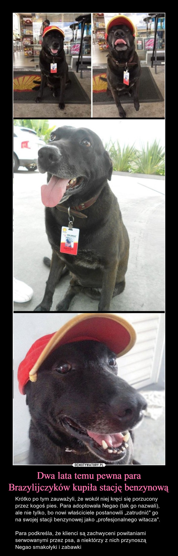 Dwa lata temu pewna para Brazylijczyków kupiła stację benzynową – Krótko po tym zauważyli, że wokół niej kręci się porzucony przez kogoś pies. Para adoptowała Negao (tak go nazwali), ale nie tylko, bo nowi właściciele postanowili „zatrudnić" go na swojej stacji benzynowej jako „profesjonalnego witacza".Para podkreśla, że klienci są zachwyceni powitaniami serwowanymi przez psa, a niektórzy z nich przynoszą Negao smakołyki i zabawki 