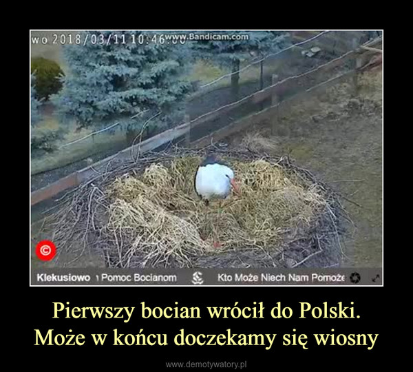 Pierwszy bocian wrócił do Polski.Może w końcu doczekamy się wiosny –  