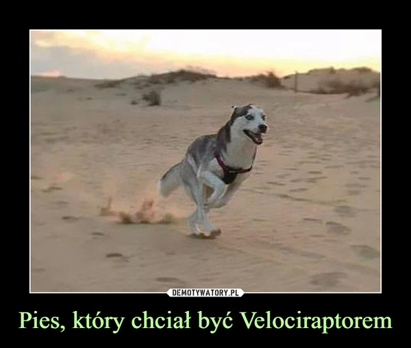 Pies, który chciał być Velociraptorem –  