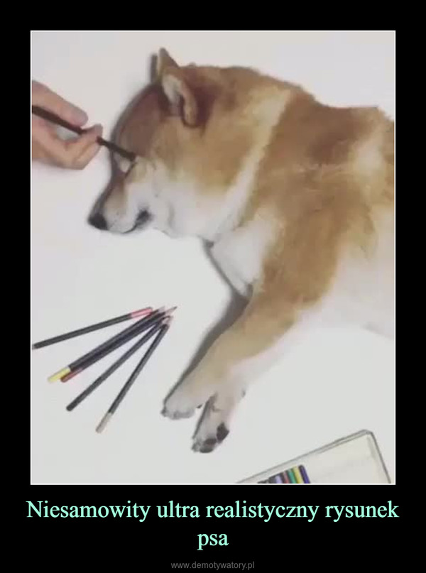Niesamowity ultra realistyczny rysunek psa –  