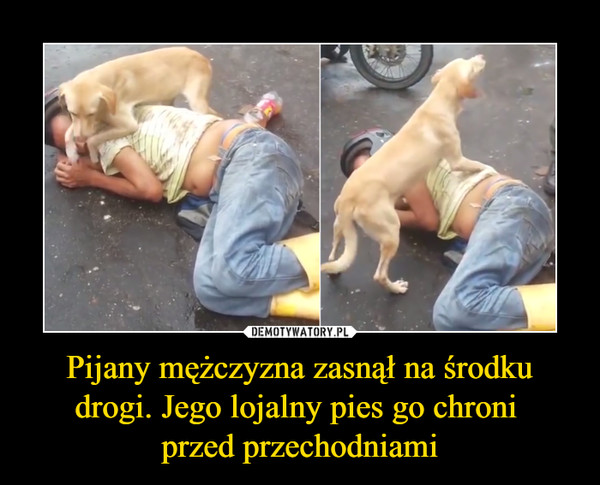Pijany mężczyzna zasnął na środku drogi. Jego lojalny pies go chroni przed przechodniami –  