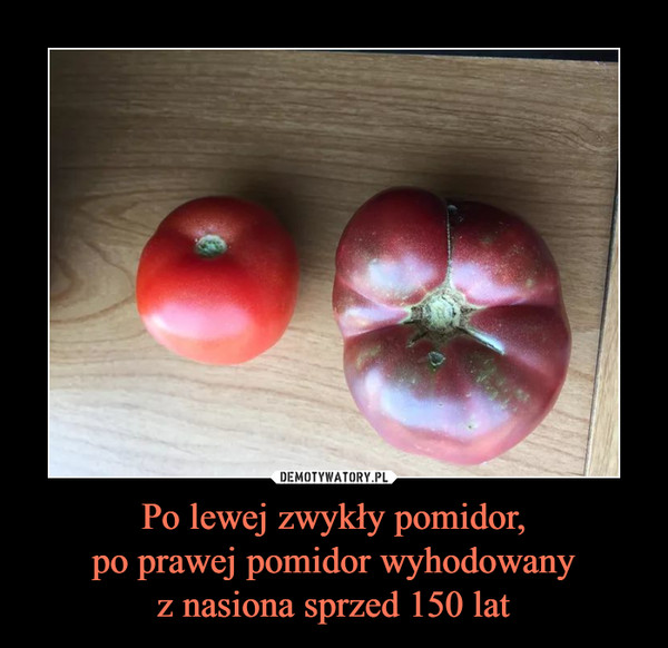 Po lewej zwykły pomidor,po prawej pomidor wyhodowanyz nasiona sprzed 150 lat –  
