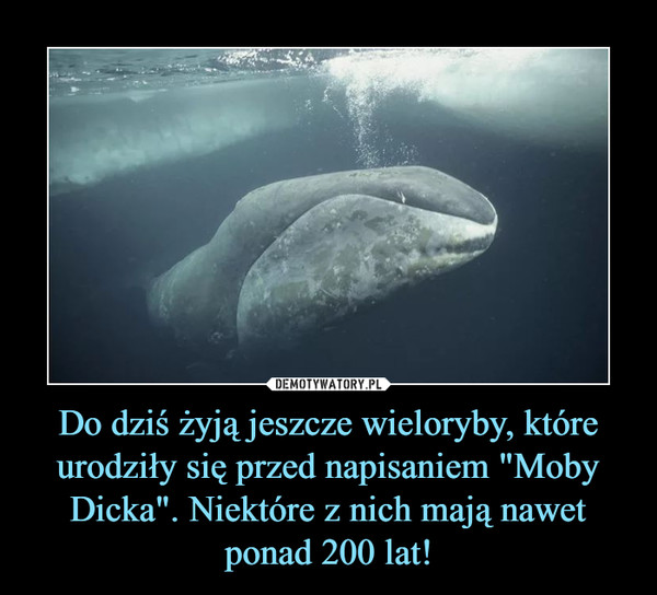 Do dziś żyją jeszcze wieloryby, które urodziły się przed napisaniem "Moby Dicka". Niektóre z nich mają nawet ponad 200 lat!