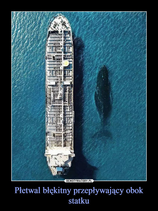 Płetwal błękitny przepływający obok statku