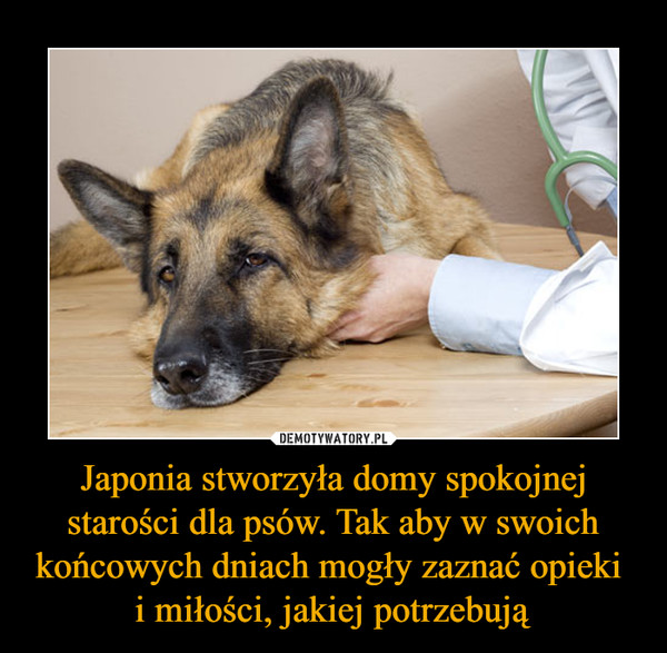 Japonia stworzyła domy spokojnej starości dla psów. Tak aby w swoich końcowych dniach mogły zaznać opieki i miłości, jakiej potrzebują –  