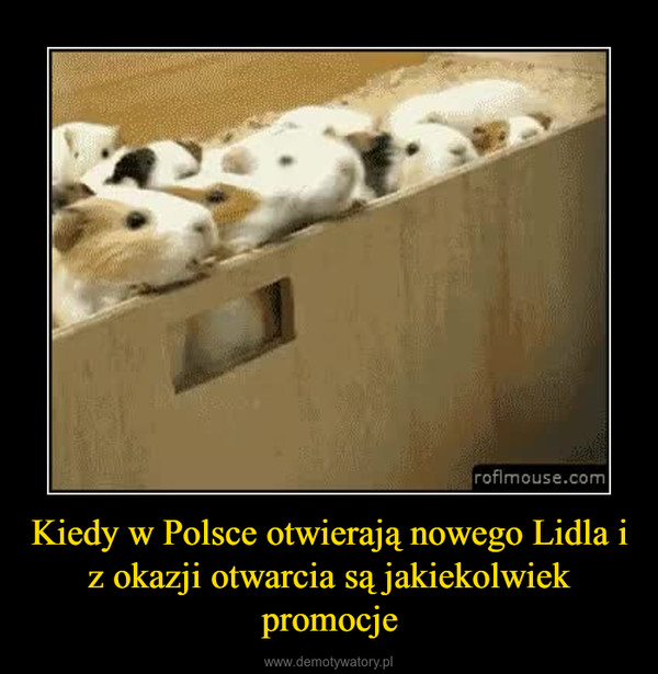 Kiedy w Polsce otwierają nowego Lidla i z okazji otwarcia są jakiekolwiek promocje –  