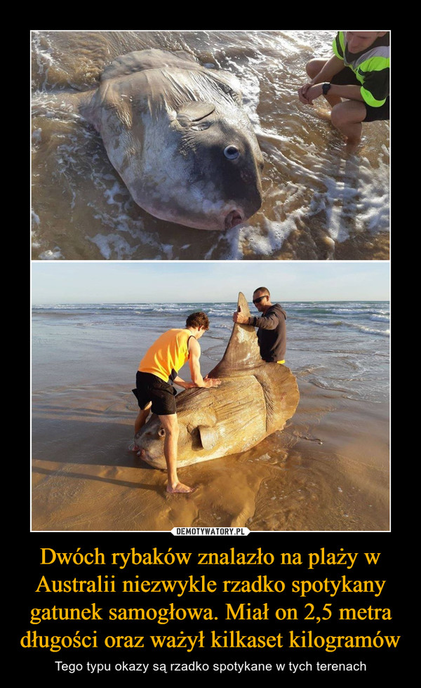 Dwóch rybaków znalazło na plaży w Australii niezwykle rzadko spotykany gatunek samogłowa. Miał on 2,5 metra długości oraz ważył kilkaset kilogramów – Tego typu okazy są rzadko spotykane w tych terenach 
