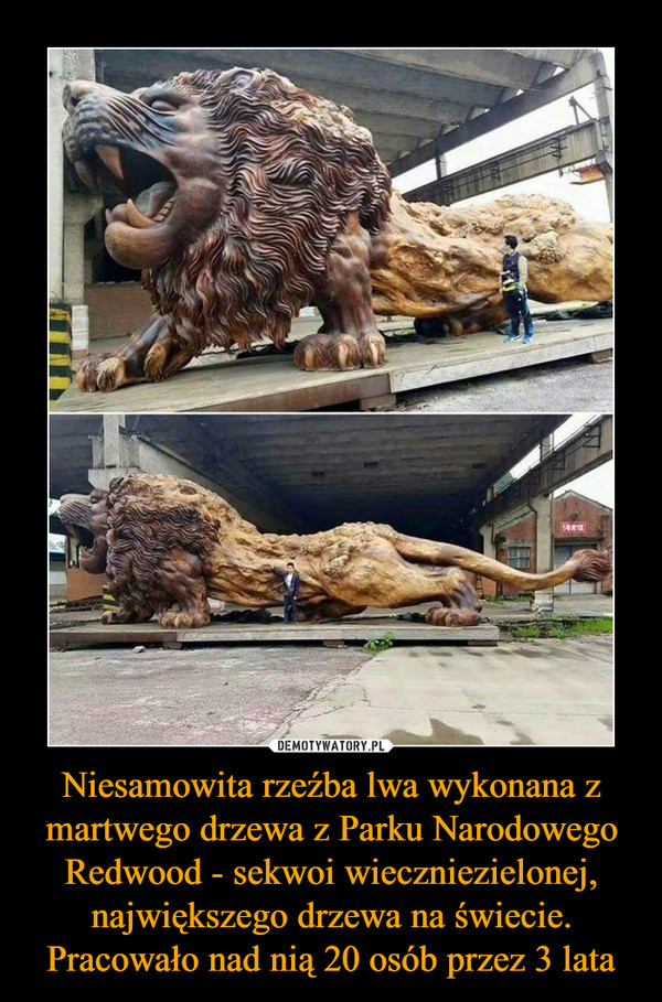 Niesamowita rzeźba lwa wykonana z martwego drzewa z Parku Narodowego Redwood - sekwoi wieczniezielonej, największego drzewa na świecie. Pracowało nad nią 20 osób przez 3 lata –  