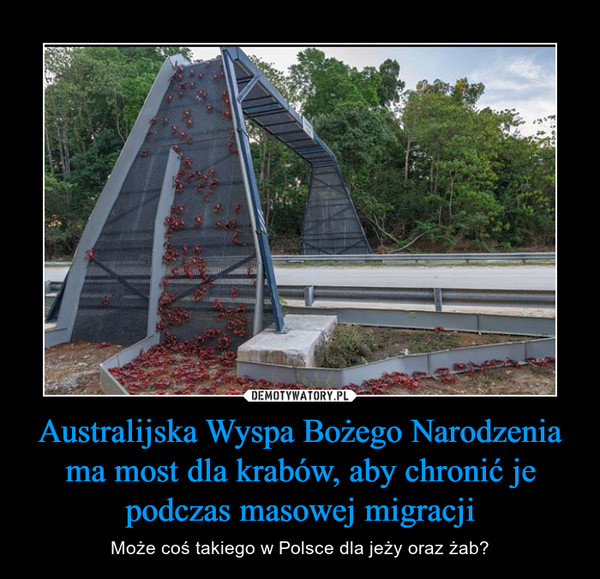 Australijska Wyspa Bożego Narodzenia ma most dla krabów, aby chronić je podczas masowej migracji – Może coś takiego w Polsce dla jeży oraz żab? 