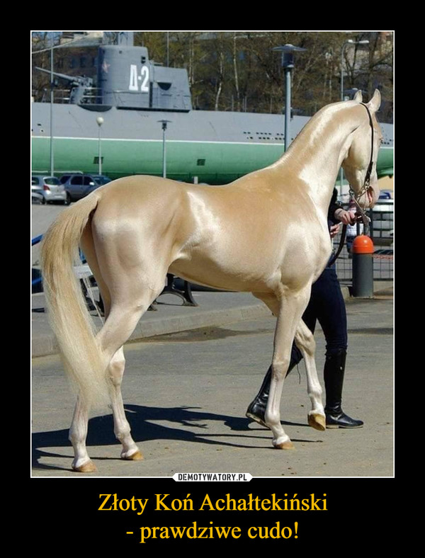 Złoty Koń Achałtekiński- prawdziwe cudo! –  