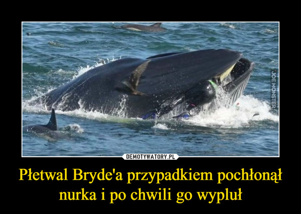 Płetwal Bryde'a przypadkiem pochłonął nurka i po chwili go wypluł