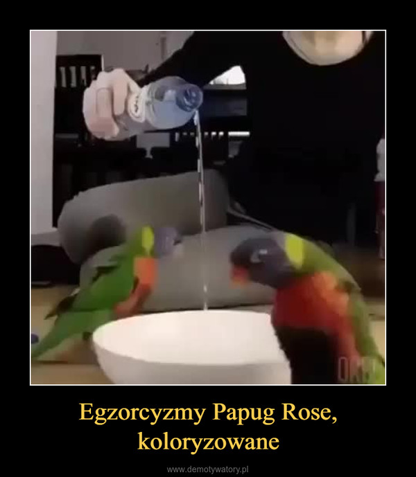 Egzorcyzmy Papug Rose, koloryzowane –  