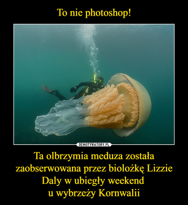 Ta olbrzymia meduza została zaobserwowana przez biolożkę Lizzie Daly w ubiegły weekend u wybrzeży Kornwalii –  