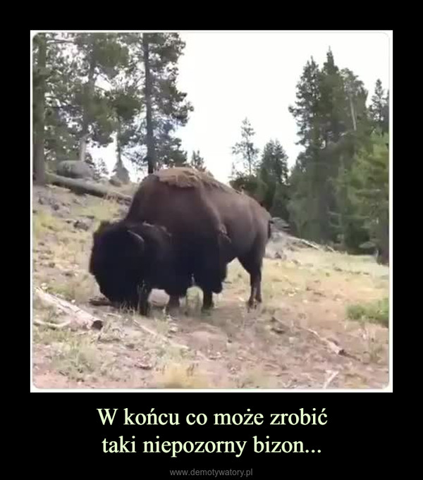 W końcu co może zrobićtaki niepozorny bizon... –  