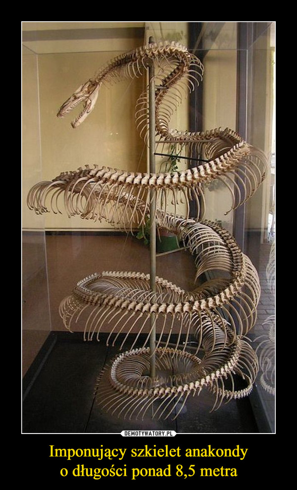 Imponujący szkielet anakondyo długości ponad 8,5 metra –  