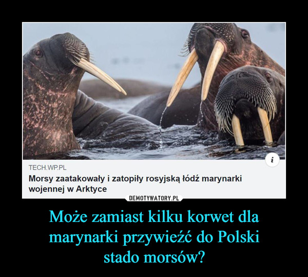 Może zamiast kilku korwet dla marynarki przywieźć do Polski
stado morsów?