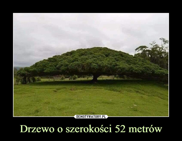 Drzewo o szerokości 52 metrów