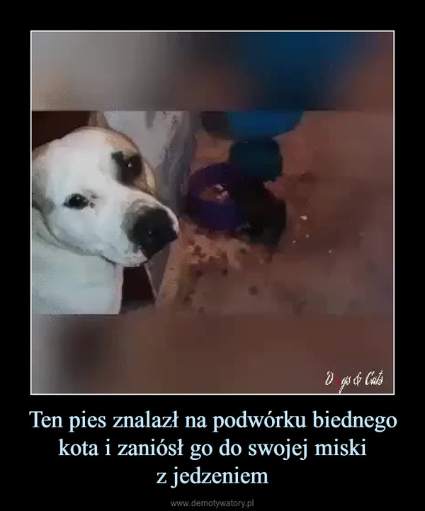 Ten pies znalazł na podwórku biednego kota i zaniósł go do swojej miskiz jedzeniem –  