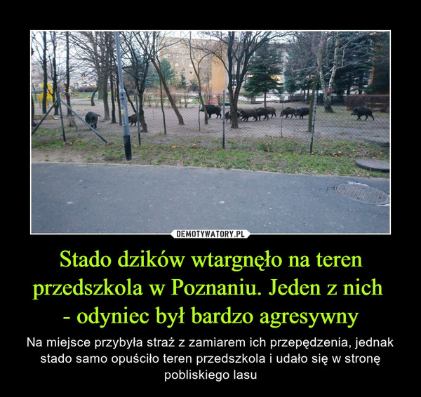 Stado dzików wtargnęło na teren przedszkola w Poznaniu. Jeden z nich 
- odyniec był bardzo agresywny