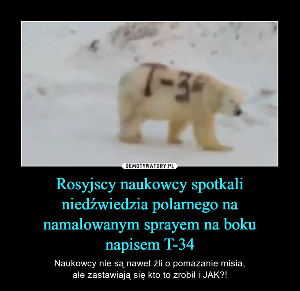 Rosyjscy naukowcy spotkali niedźwiedzia polarnego na namalowanym sprayem na bokunapisem T-34 – Naukowcy nie są nawet źli o pomazanie misia,ale zastawiają się kto to zrobił i JAK?! 