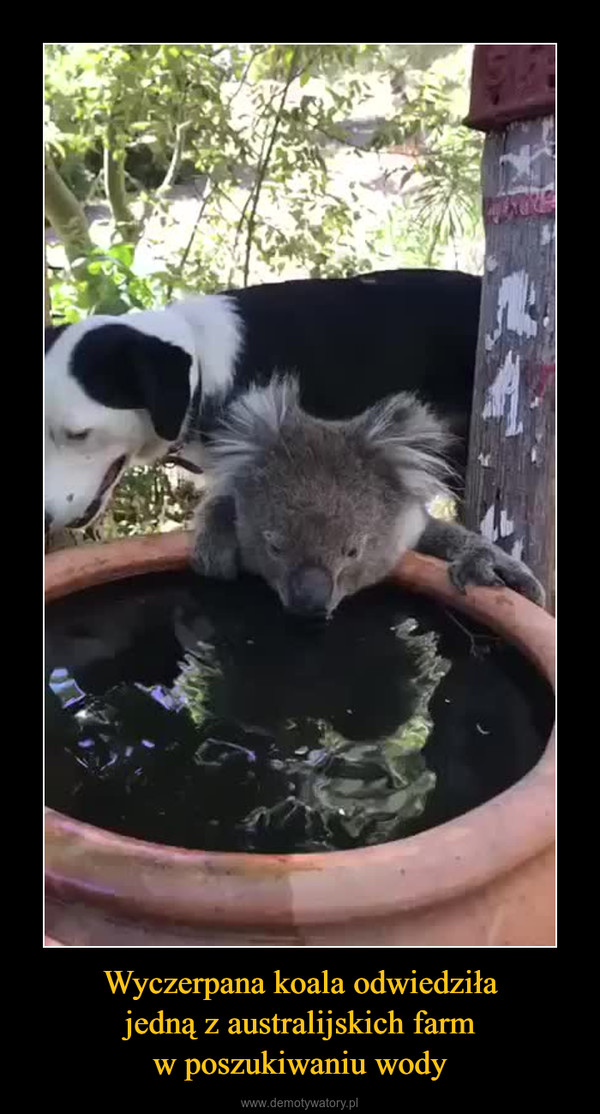 Wyczerpana koala odwiedziłajedną z australijskich farmw poszukiwaniu wody –  