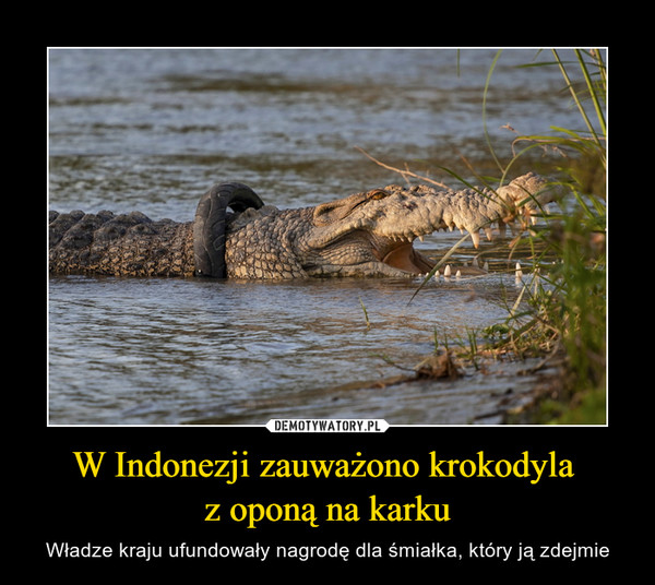 W Indonezji zauważono krokodyla z oponą na karku – Władze kraju ufundowały nagrodę dla śmiałka, który ją zdejmie 