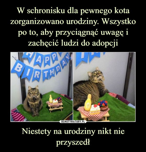 W schronisku dla pewnego kota zorganizowano urodziny. Wszystko po to, aby przyciągnąć uwagę i zachęcić ludzi do adopcji Niestety na urodziny nikt nie przyszedł
