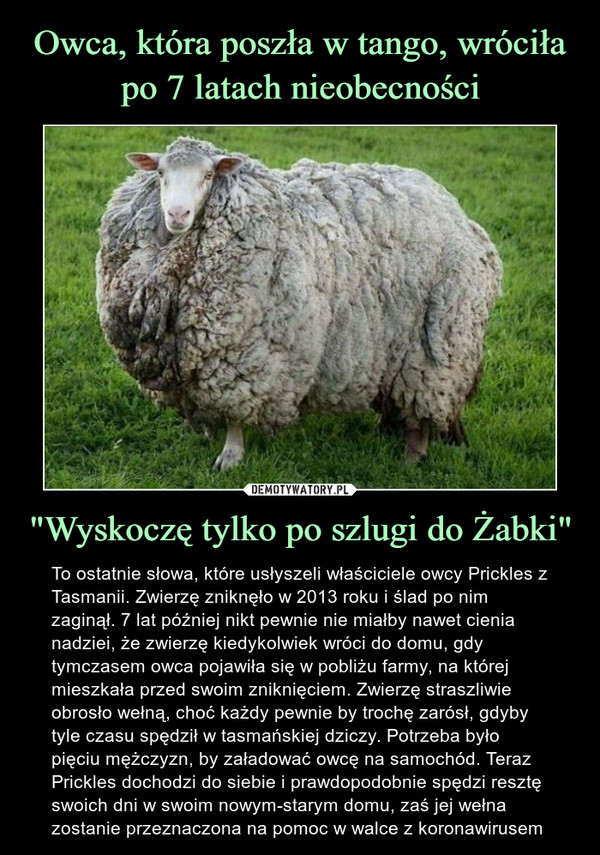 Owca, która poszła w tango, wróciła po 7 latach nieobecności "Wyskoczę tylko po szlugi do Żabki"